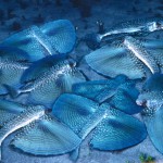 Flying-Gurnards-comp.