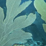green_fan_coral