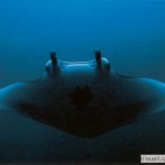 manta_ray_card_web_copy