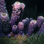 purple_sponges