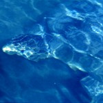 Turtle in wave turquoise